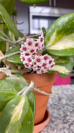 Hoya Obovata Variegata