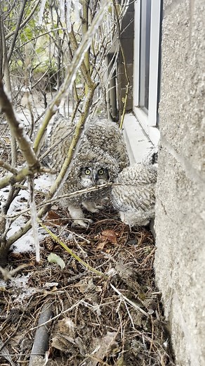 These great horned owl fledglings showed our Urban Wildlife Coordinator how big and scary they are now that they’re out of the nest! Great Horned owls are one of the earliest nesting birds in North America, making their offspring one of the first to fledge (leave the nest). As they start exploring their surroundings it is not uncommon to find them on the ground, or in this case at a local business, as they get their legs and wings under them. They’ll stay close to the nest site and even climb ba