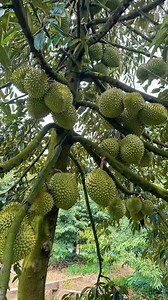 60K views · 92 reactions | Durian grafting from old tree to fast harvesting #reels #durian #borneoforester #sambungpucukdurian | Borneo Forester | Facebook