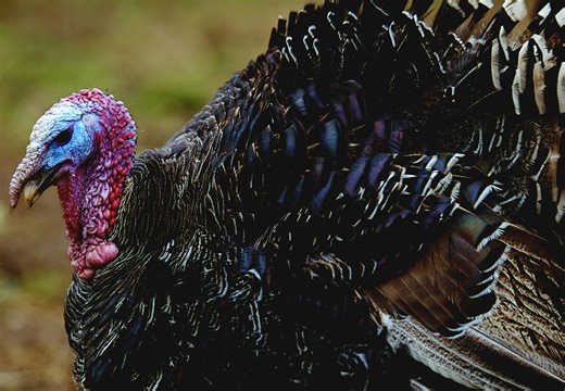 Alabama spring turkey hunting season starts soon. What to know