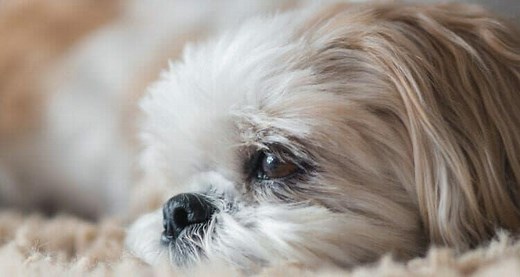 The 13 Best Small Breed Dog Foods [ 2023 ]