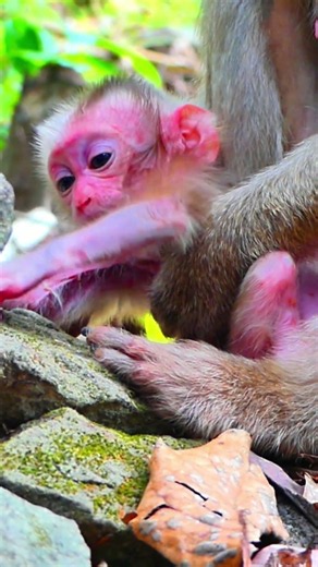 #monkey #babymonkey #animals