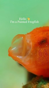 19 reactions | Painted Frogfish aka Spotted Frogfish. 李 They grow up...