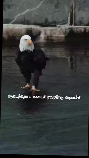 aishu (@aishu30302)’s videos with original sound - aishu