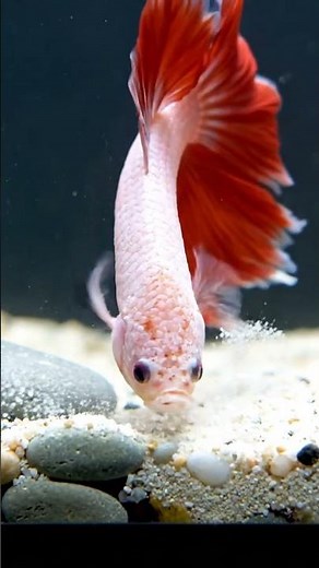 An 'Albino Red' Betta Fish 8K #betta #fish