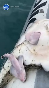 204K views · 857 reactions | This is incredible!  | Daily Mail Video | Facebook