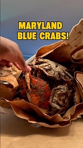 How to Clean and Eat Maryland Blue Crabs! 🦀 #marylandcrabs #crabs