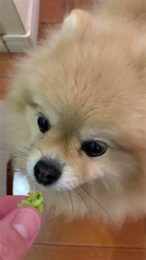 ブロッコリーもイケる😋新発見マフィン🧁🥦