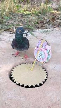 Great DIY Pigeon Bird Trap Using Alarm Clock & Paper #camping #outdoors #bushcraft