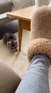 242K views · 7.5K reactions | Slipper is NOT safe.  The ultimate home security system! #KittenAttack #FuzzyFoe #TinyButMighty #CatLife #USA #UK #Canada | Just Dog and Cat Things | Facebook