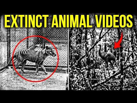 7 LAST VIDEOS of Extinct Animals From Around the World!