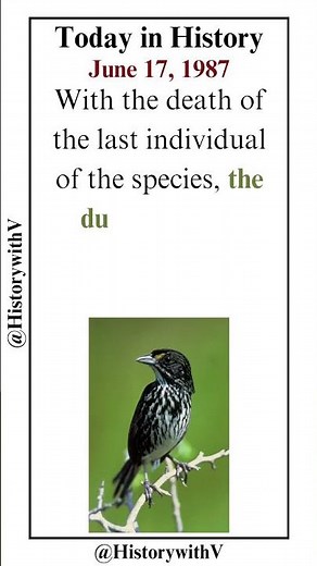 Today in History - June 17, 1987 #sparrow #extinctbirds #extinction #duskyseasidesparrow