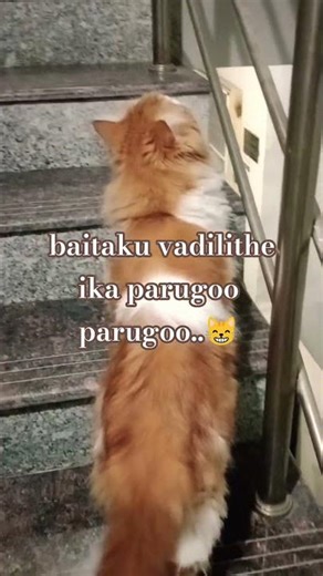 cute running #simba#active#running #like, share and subscribe tq 🙏😊