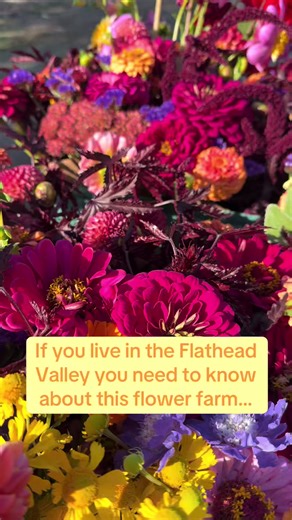 If you live in the Flathead Valley, this is your sign to add a flower farm visit to your summer plans. 🌸 Two Kays Flower Farm is a small family flower farm just outside Kalispell, Montana, where we grow thousands of seasonal blooms for bouquets, weddings, and our self-serve flower stand. During the summer months we also open the farm for u-pick flower evenings where you can wander the rows and build your own bouquet straight from the field. Locals often stumble across the farm while driving thr