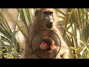 BERBURU , BABON , MONKEY , MONYET AFRIKA