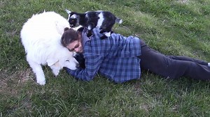 26K views · 1.5K reactions | Today in baby goat school: balance beam routines | Scofflaw Farm | Facebook