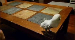 For your mid-day throwback I present these boots are made for walking! @nancysinatra | Griffi The Dancing Cockatoo