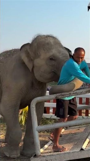This baby elephant came to say goodbye 😳 #shorts