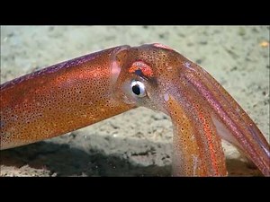 Le calmar qui change de couleur