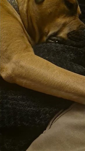 #peakmaleform #tryanddosomething #dozer #puppy