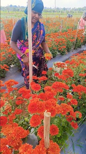flowers harvesting பூ அறுவடை #agriculture #harvesting #farming #flowers #flower