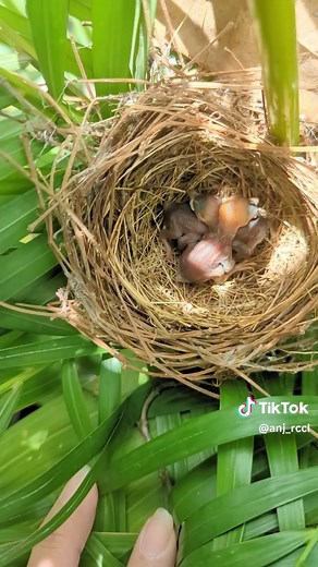 #birdie #newbornbirds #homegarden #nest