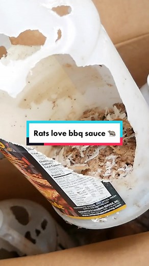 Rats Love BBQ Sauce: A Surprising Discovery
