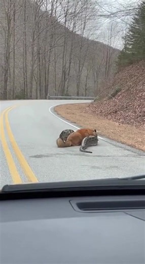 Driver Encounters Giant Snake on Mountain Road With Fox Half-Swallowed in Its Jaws Sevier County, TN — A routine scenic drive through the Smoky Mountains took a shocking turn for one family when they rounded a bend and found a massive snake stretched across the roadway—actively swallowing a fox. The surreal encounter, captured on a dashboard camera, left the driver stunned and unsure whether to continue forward or reverse back down the hill. The video begins with the car slowing as a long, dark 