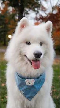 World's Fluffiest Dog 😳 Meet Lumi the Samoyed #dogphotography #streetphotography