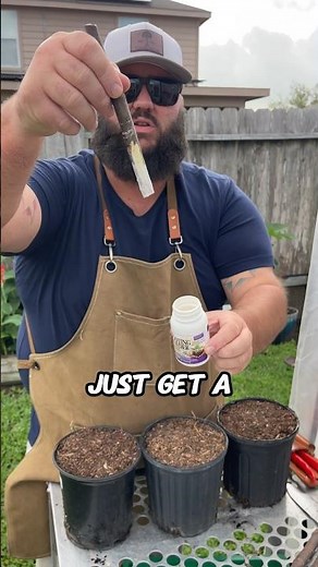 Easy Fig Tree Propagation! #texasgarden #garden #texasgardeners