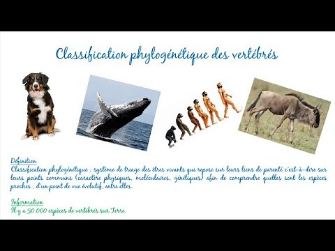 Classification phylogénétiques des vertébrés