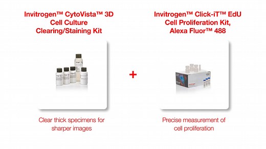 Perfect Pairings: CytoVista 3D Clearing Kit   Click-iT EdU Cell Proliferation Kit - Scientific Videos | Thermo Fisher Scientific US