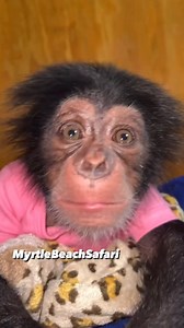 Chimp happy noises 😍 #chimpanzee #chimp | Kody Antle