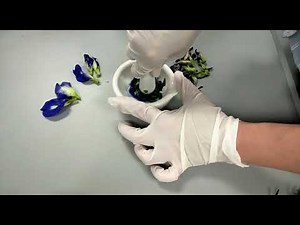 Dye extraction from blue pea