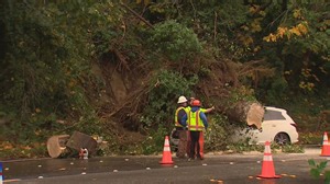 Large tree hits vehicle, blocking Bellevue Way SE during Monday commute