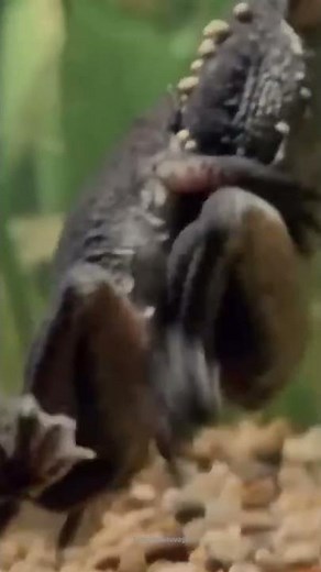 How Do Surinam Toads Give Birth? #Shorts