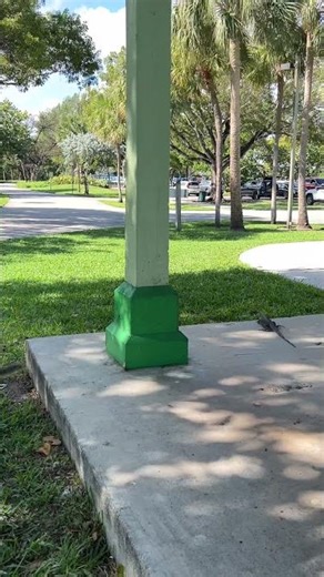 How Lizards Behave #nature #lifestyle #animals