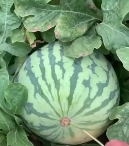 Open a watermelon with a toothpick