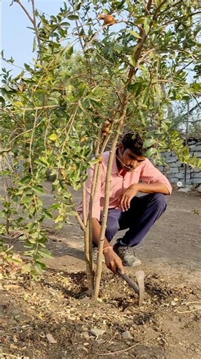 I am watering pomegranate plants #nature #farming #pomegranate #shorts