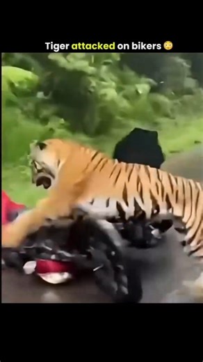 Leopards can eat humans. If thiwas interesting, please subscribe.