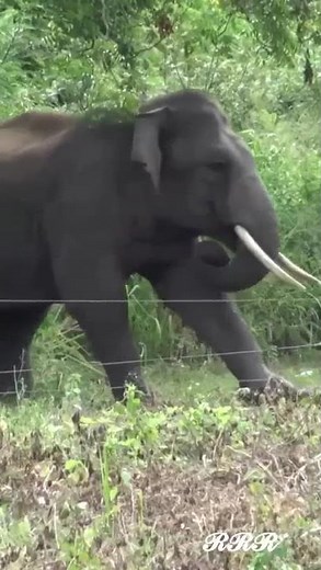 Elephant Problem Solving Ability