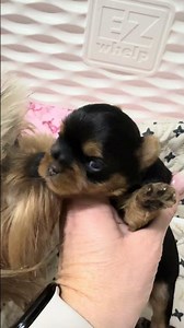 Happy 2 weeks old babydoll Yorkie’s