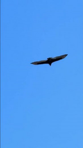 1253 Turkey Vulture in flight and Hawk? 2 IMG 10811