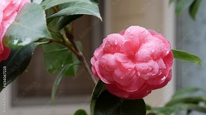 Branch camellia japonica or common camellia with pink flowers in spring bloom. Spring Flowers. Flowering in the garden trees, against the background of blooming white flowers. Nature. Close-up