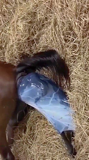 6.9K views · 82 reactions | Hours delivery | Cow Delivery Uas | Facebook