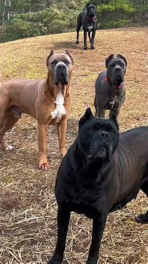 Why People Love the Cane Corso Breed
