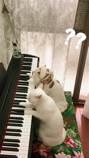 cats are musicians #cats #funnyanimals #funnycats #furryfeatheredfun