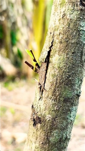 Amazing Custard Apple Budding Technique | Simple Method to Propagate Sugar Apple Trees Fast 🌱