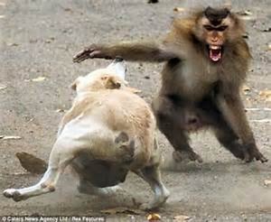 Dangerious Monkey and Dog Fight