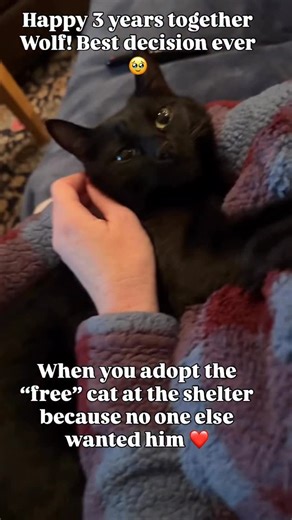 21K views · 121K reactions | Yes, Wolf was free! But just because he had no cost doesn’t mean he was any less valuable. We adopted him 3 years ago today! ❤️Black cats are often overlooked & tend to be the last adopted. To help encourage adoptions, some shelters even waive the adoption fees. #blackcatsrule #blackcat #rescuecat #void #minipanther #blackcats #blackcatsofig #blackcatsofinstagram #rescuedandloved #catpeople #meow #lovecats #kittygram | The Cat Crew | Facebook